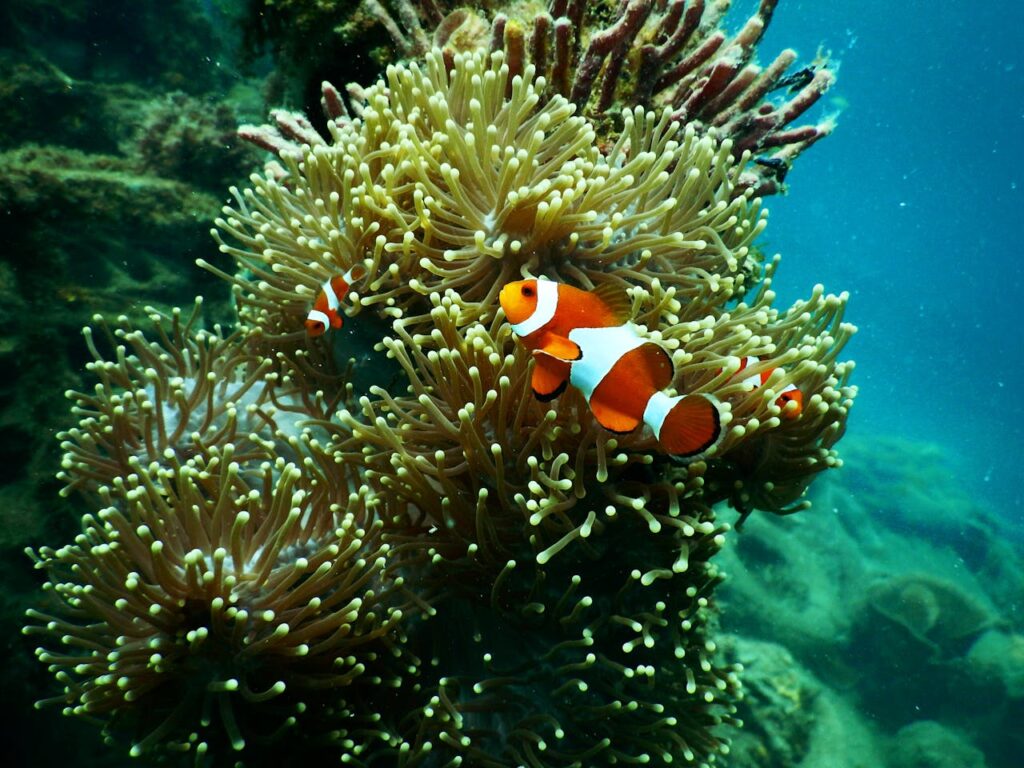 Coral Reefs