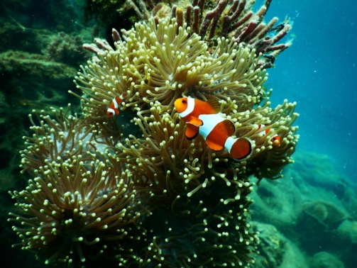 Coral Reefs